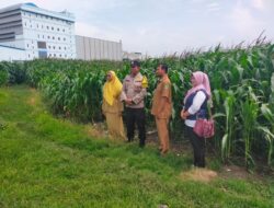 Kolaborasi Polres Pasuruan Kota dan Gapoktan Ubah Lahan Kering 9,7 Hektare Jadi Ladang Jagung yang Subur