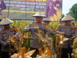 Kapolda Sulsel Hadiri Panen Jagung Program Ketahanan Pangan di Kabupaten Wajo