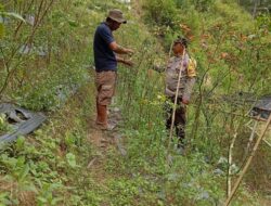 Polsek Mamasa Laksanakan Giat Sambang dan Monitoring Swasembada Pangan di Desa Marampa Orobua