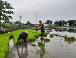 Demi Percepatan Masa Tanam, Babinsa Dampingi Petani Tanam Padi