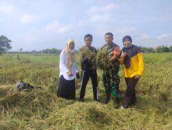 Babinsa Gadingrejo Dampingi Panen Padi, Dukung Ketahanan Pangan Nasional