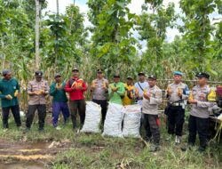 Polisi dan Kelompok Tani Banyuwangi Panen Jagung Wujudkan Ketahanan