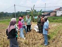 Babinsa Dampingi Tim Bulog dalam Rangka Penyerapan Gabah Petani