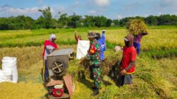 Sukseskan Ketahanan Pangan, Babinsa Bantu Petani Panen Padi