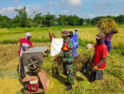 Sukseskan Ketahanan Pangan, Babinsa Bantu Petani Panen Padi