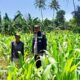 Bhabinkamtibmas Polsek Bambalamotu Sambangi Petani Jagung