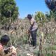 Bhabinkamtibmas Polsek Bambalamotu Polres Pasangkayu Bantu Warga Panen Jagung