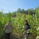 Bhabinkamtibmas Polsek Bambalamotu Sambangi Petani Jagung Di Desa Letawa