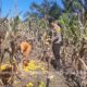Bhabinkamtibmas Polsek Bambalamotu Bantu Warga Panen Jagung Di Randomayang