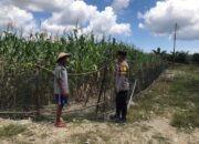 Bhabinkamtibmas Polsek Pasangkayu Monitoring Tanaman Tumbuh Jagung Petani Binaannya