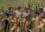 Polresta Pati Dan Petani Bersinergi Gotong Royong Panen Jagung Guna Tingkatkan Ketahanan Pangan