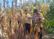 Bersama Warga, Bhabinkamtibmas Polsek Baras Panen Jagung Di Desa Karave