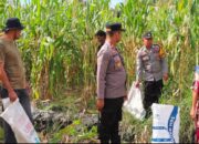 Kapolsek Pasangkayu Dan Bhabinkamtibmas Panen Jagung Bersama Warga Binaan