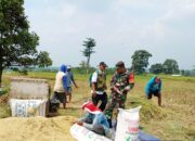 Serda Yusron Babinsa Sukorejo Dampingi Petani Panen Padi Dengan Bulog