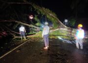 Pohon Tumbang Tutupi Jalan Trans Mamuju-Majene, Polsek Malunda dan Warga Gotong Royong Bersihkan Material