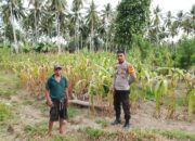 Dukung Ketahanan Pangan, Bhabinkamtibmas Polsek Bambalamotu Sambangi Warga Petani Jagung