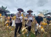 Panen Perdana Jagung Di Pasangkayu, Kolaborasi Polri, Pemerintah dan Swasta Dukung Ketahanan Pangan