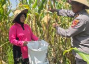 Perkuat Ketahanan Pangan, Kapolsek Pasangkayu Dan Bhayangkari Panen Jagung Bersama Warga