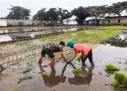 Serda Jainul Mustofa Dampingi Petani Tanam Padi, Dukung Ketahanan Pangan Nasional di Lekok