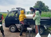 Pastikan Gabah Sesuai Standart, Babinsa Turun Langsung ke Desa Watestani