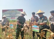 Dandim 0819 Pasuruan Hadiri Panen Raya Jagung Serentak, Dukung Swasembada Pangan Nasional