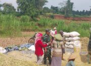 Dukung Serapan Gabah, Babinsa Turun Langsung ke Sawah