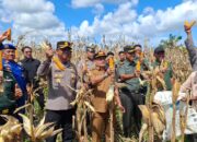 Kapolres Pasangkayu Mengikuti Panen Raya Jagung Serentak Kuartal II Secara Virtual di Kebun Jagung Desa Ako