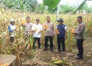 Kapolsek Malunda Pimpin Panen Raya Jagung Serentak Kuartal II di Kelurahan Malunda