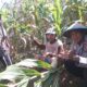 Peduli Ketahanan Pangan, Kapolsek Sarudu Dan Bhabinkamtibmas Ikut Serta Panen Jagung Bersama Warga