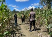 Dukung Ketahanan Pangan Bhabinkamtibmas Polsek Sarudu Sambangi Warga Petani Jagung