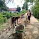 Pembangunan Jalan Cor Beton di Dusun II Desa upang Disambut Baik oleh Warga