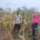 Bhabinkamtibmas Polsek Pasangkayu Sambangi Petani Jagung Beri Motivasi Dan Dukungan Ketahanan Pangan