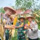 Polsek Pasangkayu Panen Jagung Bersama Karyawan PT Letawa Di Desa Makmur Jaya