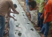 Masyarakat Desa Hililaora Kecamatan Sidua ori Melakukan penanaman Cabe
