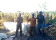 Bhabinkamtibmas Polsek Bambalamotu Dukung Ketahanan Pangan Lewat Panen Jagung di Desa Kasoloang
