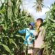 Dukung Ketahanan Pangan, Bhabinkamtibmas Bambalamotu Pantau Perkembangan Tanaman Jagung Warga
