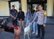 Polres Bondowoso Amankan Tersangka Curwan, Barang Bukti Kambing Diserahkan Kembali ke Pemilik
