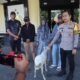 Polres Bondowoso Amankan Tersangka Curwan, Barang Bukti Kambing Diserahkan Kembali ke Pemilik