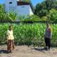 Bersama Petani, Bhabinkamtibmas Polsek Baras Pastikan Program Jagung Berjalan Maksimal