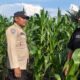 Drama di Ladang Jagung: Bhabinkamtibmas Ajak Petani Lepas dari Jeratan Tengkulak demi Ketahanan Pangan