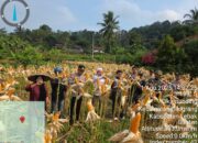 Dukung Program Presiden RI Asta Cita Swasembada Pangan Polsek Cilograng Giat Panen Raya Jagung