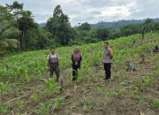 Sambangi Lahan Jagung Warga, Bhabinkamtibmas Gencarkan Sosialisasi Ketahanan Pangan di Sarjo
