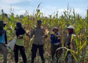 Warga Bersama Polsek Baras Panen Jagung, Dukung Ketahanan Pangan Nasional