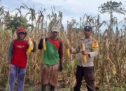 Panen Jagung di Batu Matoru, Bhabinkamtibmas Dorong Warga Perkuat Ketahanan Pangan