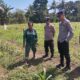 Polsek Tanjung Agung Bersama Warga Desa Pandan Dulang Wujudkan Harapan Melalui Program Ketahanan Pangan Jagung