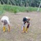 Bhabinkamtibmas Polsek Sarudu bahu membahu Menanam Jagung Bersama Warga Binaan