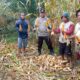 Bhabinkamtibmas Polsek Sarudu Dukung Program Ketahanan Pangan Lewat Panen Jagung Bersama Warga