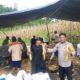 Panen Jagung, Panen Harapan: Bhabinkamtibmas Bambalamotu Bersama Warga Wujudkan Ketahanan Pangan