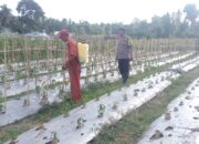 Bhabinkamtibmas Desa Bonde-Bonde Dorong Petani Cabai Tingkatkan Hasil Pertanian untuk Ketahanan Pangan Nasional