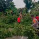 Polsek Warga dan Polisi Bersatu! Pohon Lapuk di Jalan Trans Sulawesi Berhasil Ditebang Demi Keselamatan Bersama